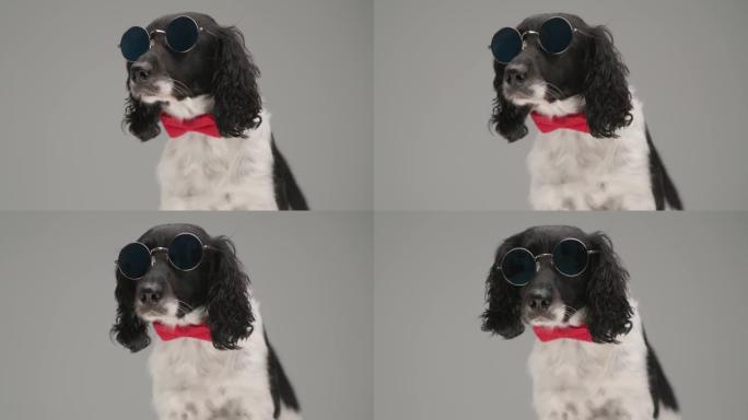 坐着的英国史宾格犬犬望着远处，戴着墨镜和脖子上的红色领结