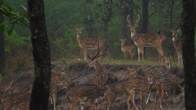 慢动作中印度中部森林中的斑点鹿或奇塔尔
