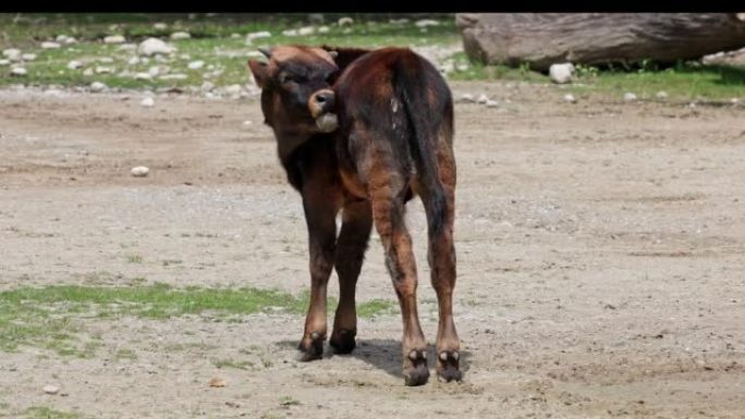 婴儿Aurochs，Bos primigenius taurus，一种国内的高地牛