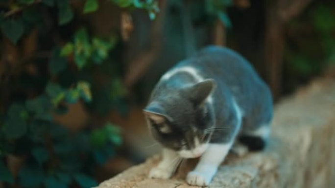 女孩在街上抚摸无家可归的猫。