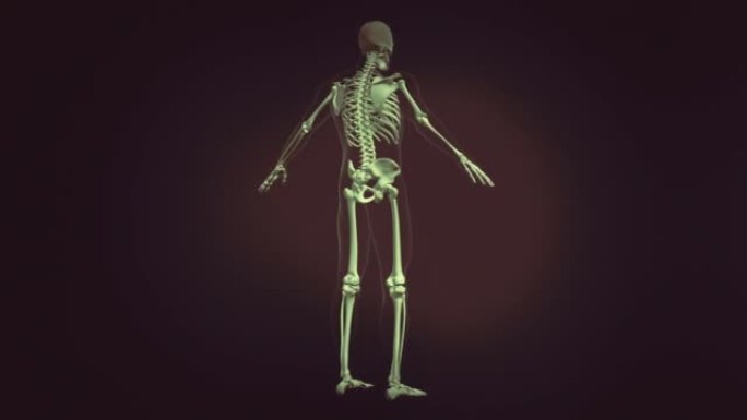 人体骨骼医学动画循环
