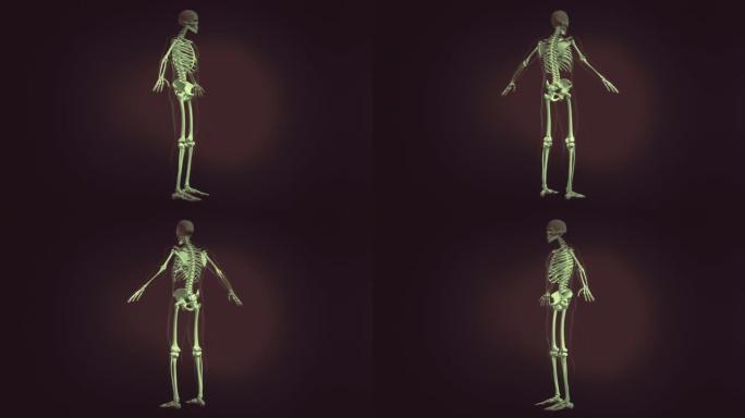 人体骨骼医学动画循环