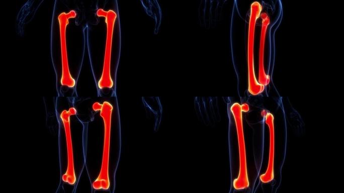 人体骨骼系统股骨骨关节解剖动画概念