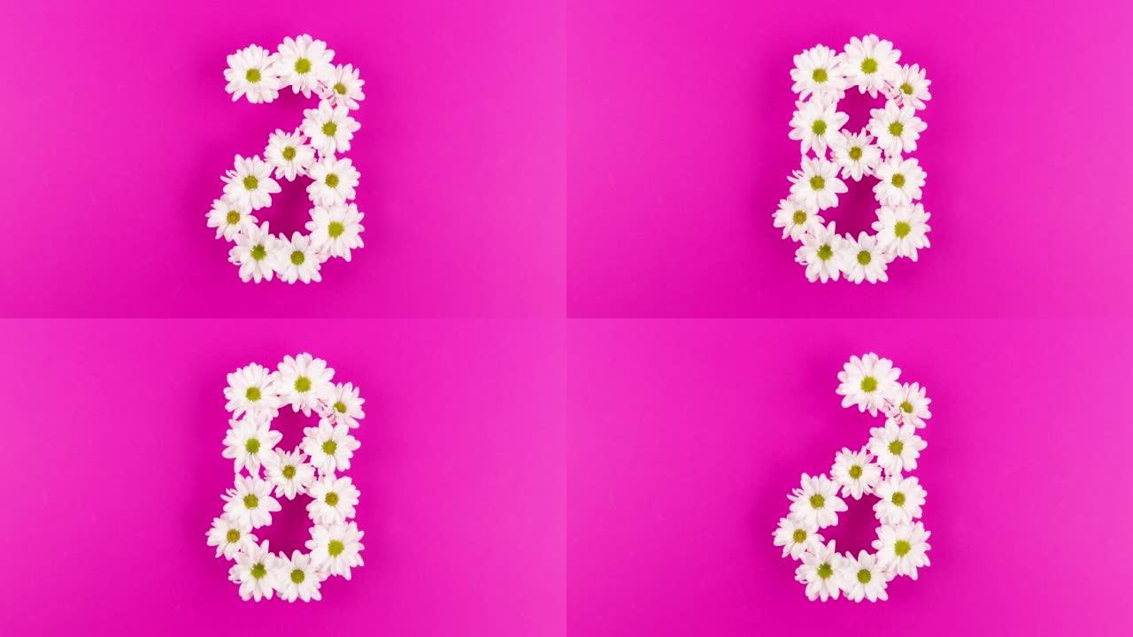 雏菊在妇女节的紫色土地上形成8