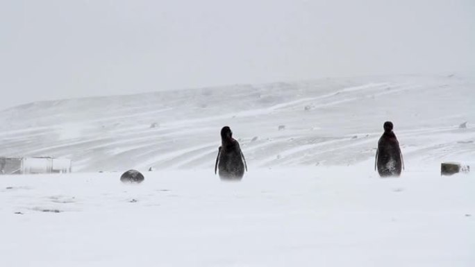 南极洲风暴中的Gentoo企鹅