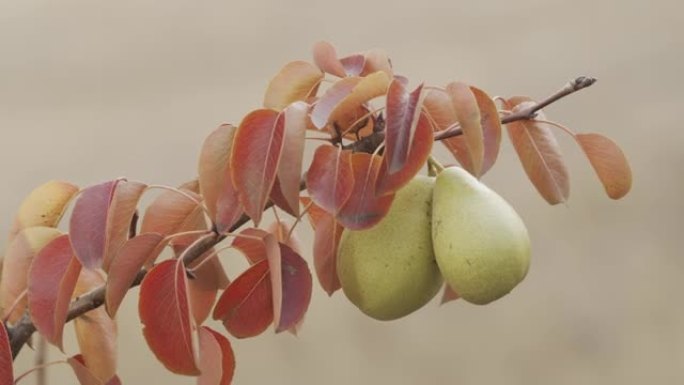 梨树的枝条上有橘子叶的壮丽果实。秋季花园。收获。特写