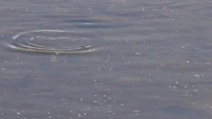 默西河中鳟鱼表面觅食的高角度前视图