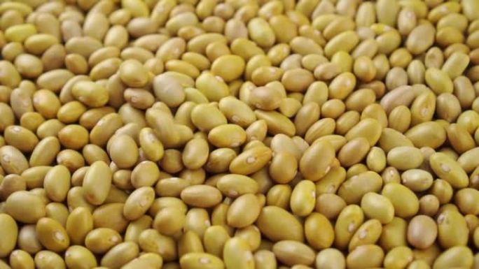 生金丝雀 (秘鲁) 黄豆慢动作落下。干未煮熟的秘鲁豆类