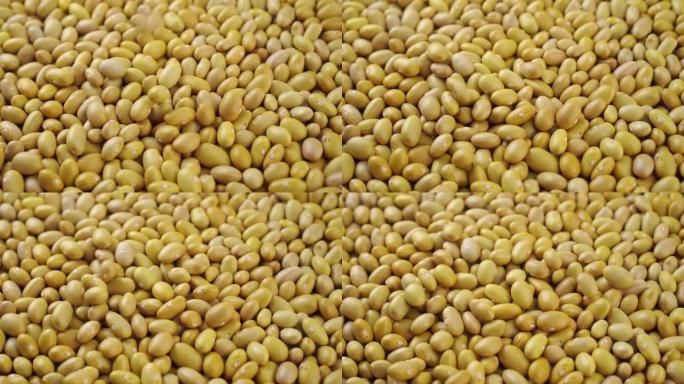生金丝雀 (秘鲁) 黄豆慢动作落下。干未煮熟的秘鲁豆类
