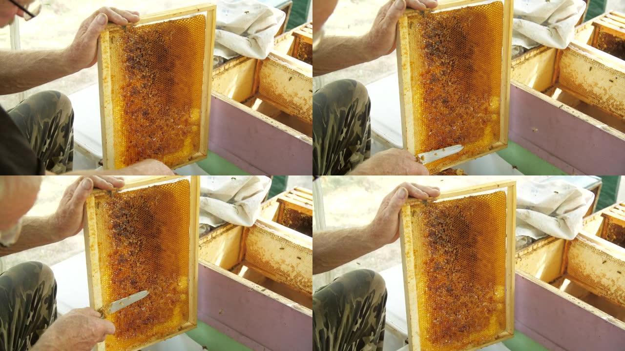 蜂蜜生产概念。养蜂人从蜂窝框架上切割蜡