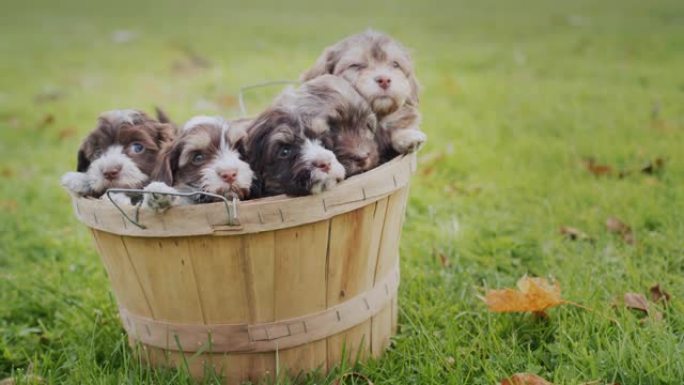 篮子里有很多可爱的小狗