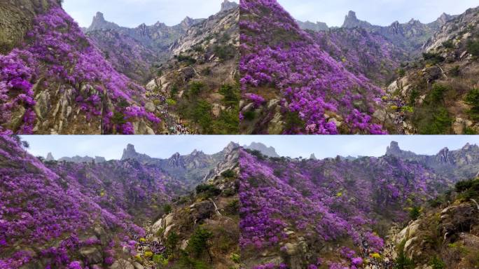 青岛大珠山杜鹃花春天的景色