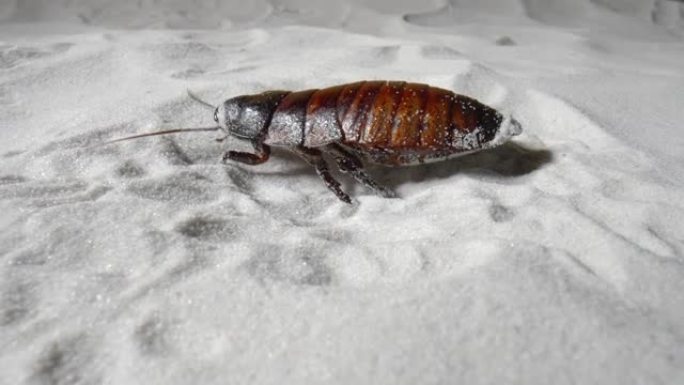 马达加斯加嘶嘶的蟑螂在白色干燥的沙子上爬行。大型的棕色甲虫，具有长卷须，节肢动物昆虫中的纯天然矿物石
