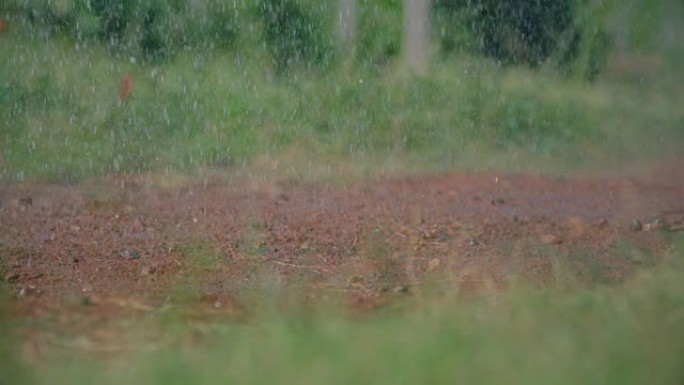 热带雨滴随着溅落在地面上。水滴落在地上。雨滴落到有草的沙土地上。自然环境。慢动作在阿瑞阿列克谢相机上