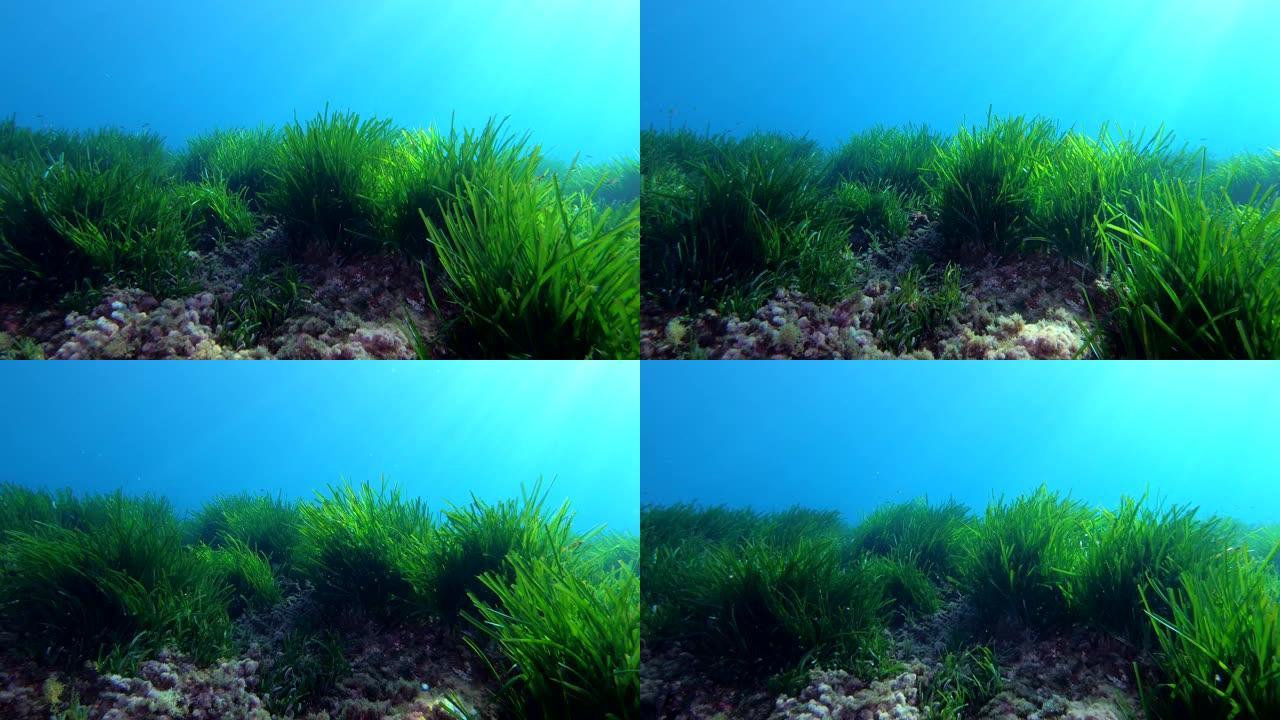 海底景观-绿色Posidonia海藻海床