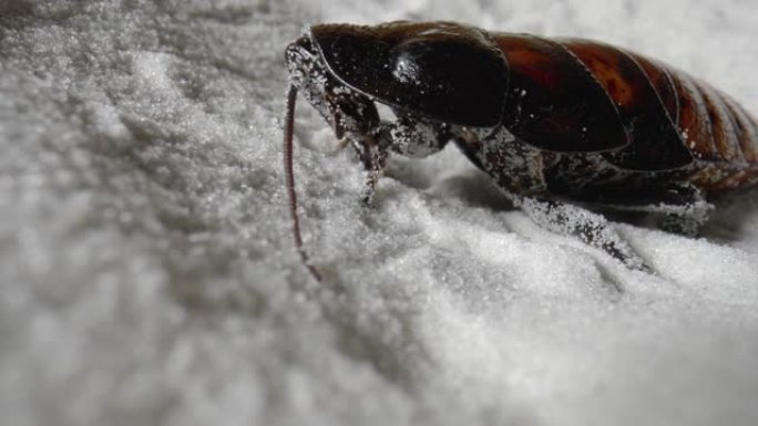 马达加斯加在白色干沙上嘶嘶的蟑螂。大型的棕色甲虫与长卷须，节肢动物昆虫从枪口颗粒的纯天然矿物石英清除