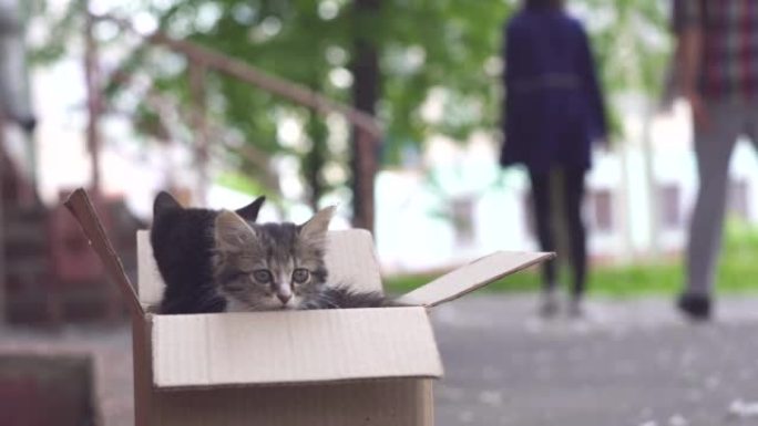 女孩把小猫扔在街上的盒子里，动物救援
