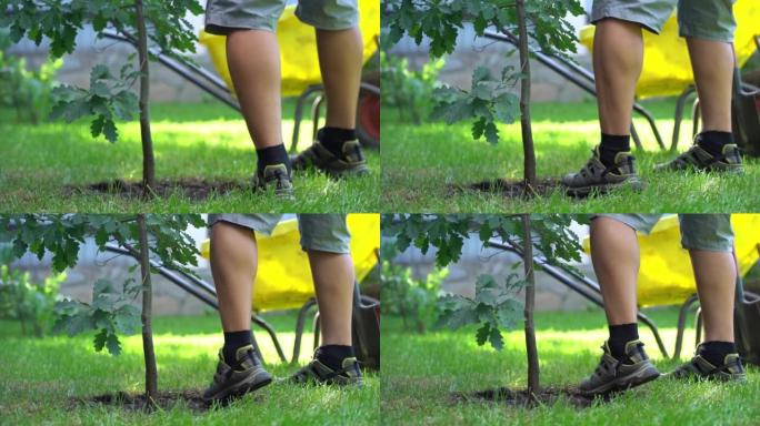 一个年轻人在花园里工作时种了一棵橡树。维护和平、自然、环境和生态的概念