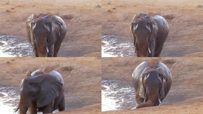 非洲大象靠近泥水，非洲