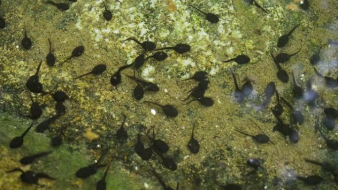 一群黑色小蝌蚪在岩石池塘岸边游泳，特写细节