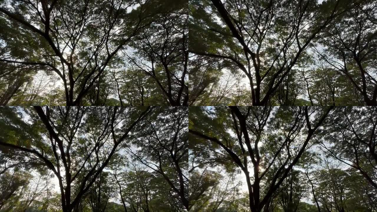 森林中的树木仰望仰拍仰视仰看视频素材