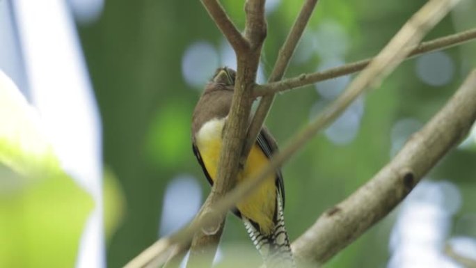 黑喉Trogon-雌性，巴拿马