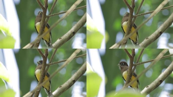 黑喉Trogon-雌性，巴拿马