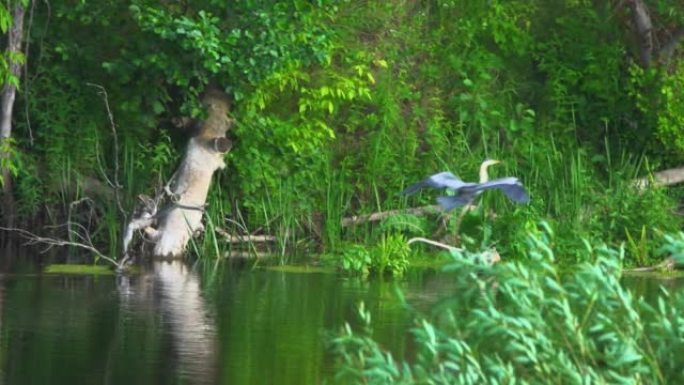 清晨，一只灰鹭从河岸起飞。