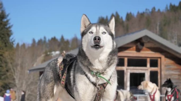 冬天美丽的哈士奇和雪橇犬