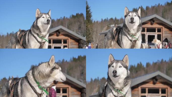 冬天美丽的哈士奇和雪橇犬