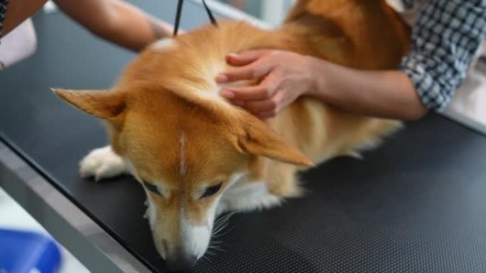 柯基犬有淋浴水疗、按摩和吹风机