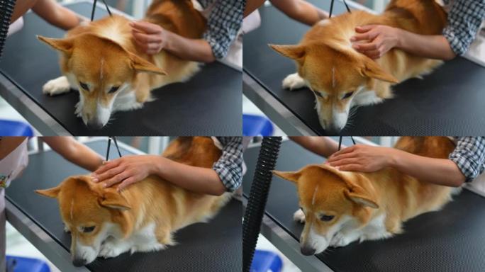 柯基犬有淋浴水疗、按摩和吹风机