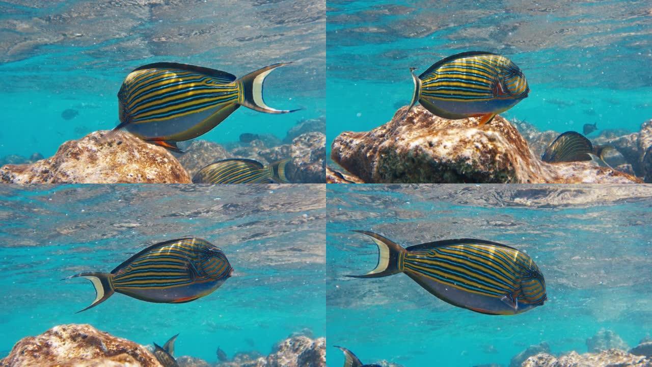 衬线鱼，Acanthurus lineatus，在马尔代夫热带海域的浅水区游泳