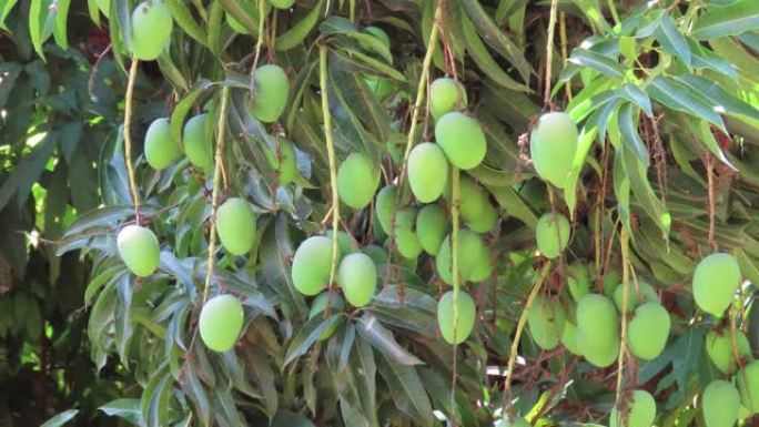 绿色核果背景。印度芒种