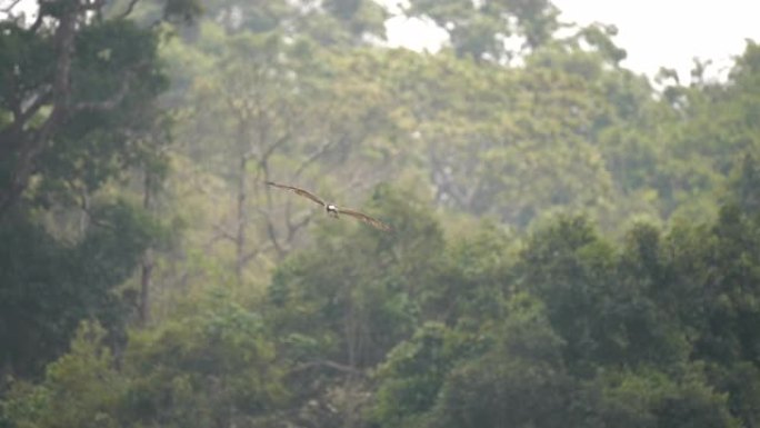 西方鱼鹰在大自然中飞行的场景慢动作，野生动物