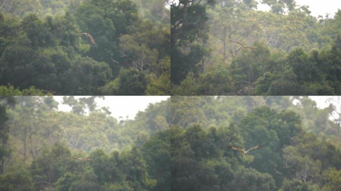 西方鱼鹰在大自然中飞行的场景慢动作，野生动物