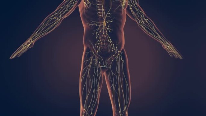 人类淋巴系统背景