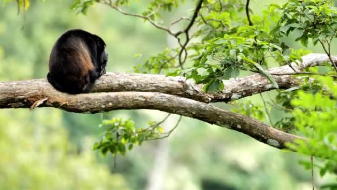 哥斯达黎加野生金色咆哮猴