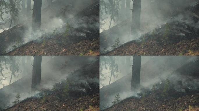 火灾后的森林。