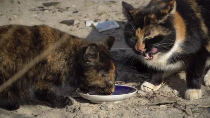 街头无家可归的猫从地上的脏碗里吃东西，在街上