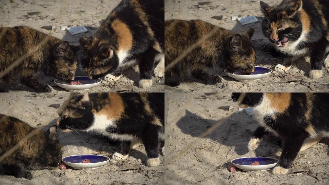 街头无家可归的猫从地上的脏碗里吃东西，在街上