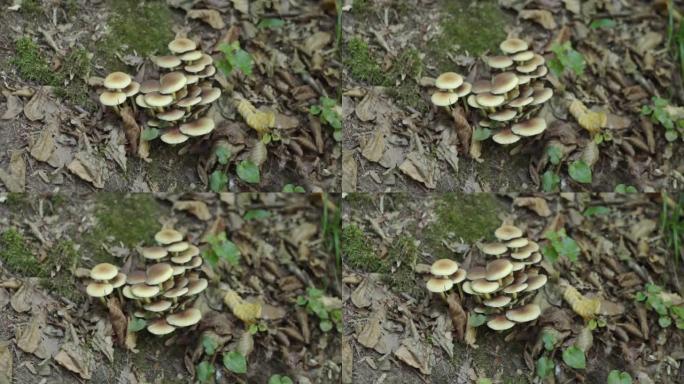 秋天森林里的新鲜蘑菇。