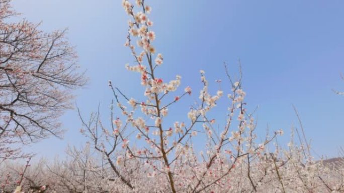 美丽盛开的梅花，神奈川县Soga plum Grove