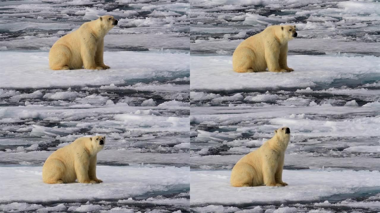 北极熊坐在北极海积雪的海冰上
