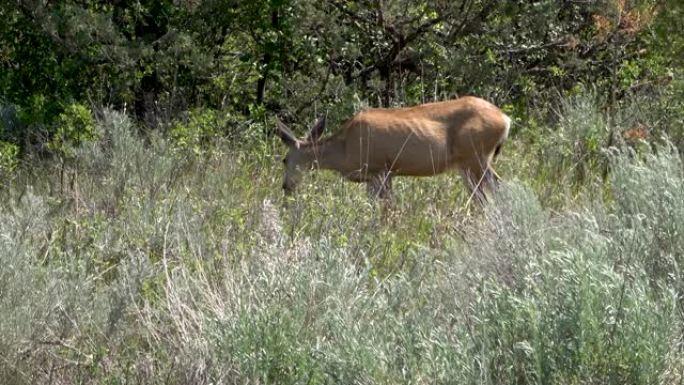在北达科他州西奥多·罗斯福国家公园放牧的鹿