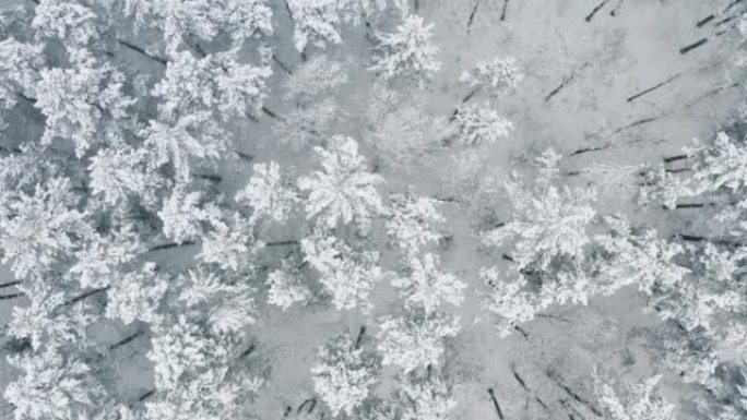 飞越冰雪覆盖的松树的冰冻森林。降雪时，俯视图天桥仙女冬季林地。无人机飞过树梢上空的白云。雪花落下
