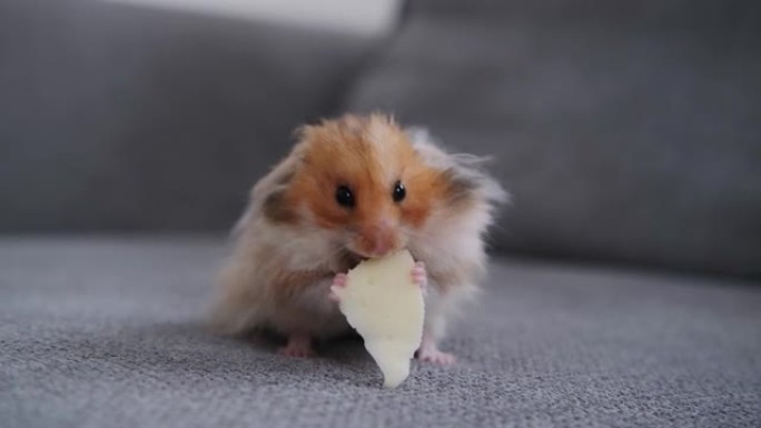 可爱的仓鼠在沙发上吃奶酪