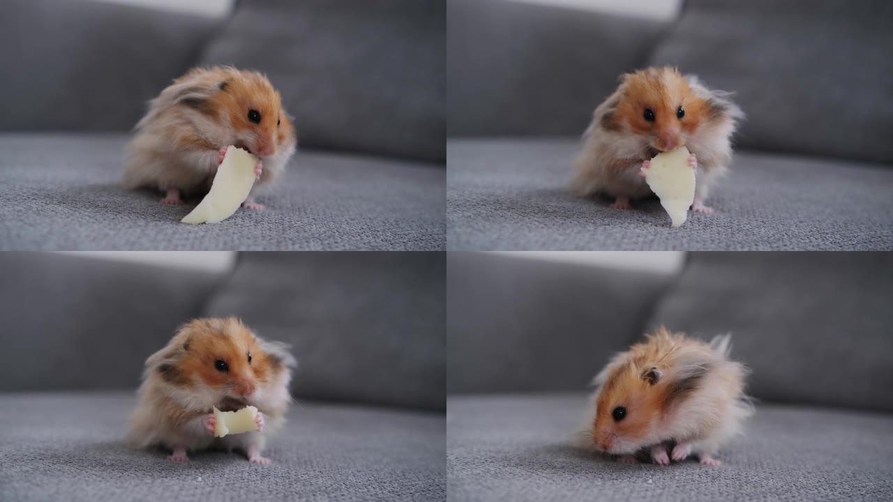 可爱的仓鼠在沙发上吃奶酪