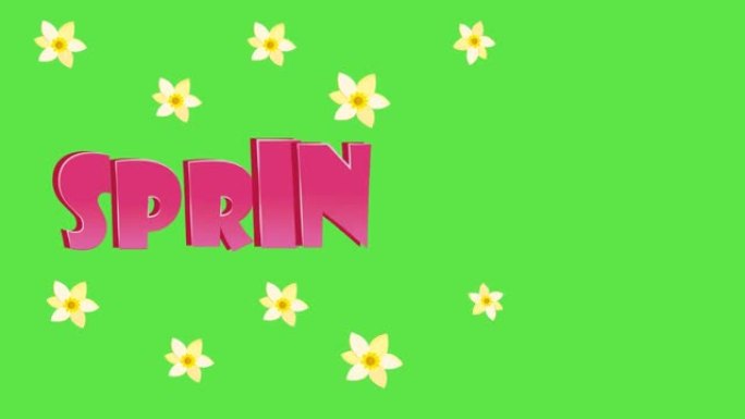 春季销售动画文本，水仙花盛开。全高清高清视频。色键，蓝色和粉色背景。