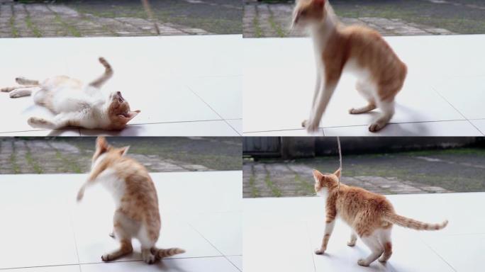 一只可爱的小猫玩花边线